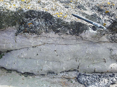 CarboniferousFossil-Rootlet